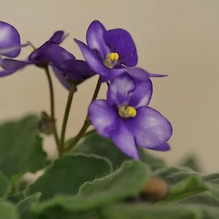 Mamma Mia Apartament